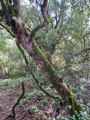Trichocladus ellipticus (Trichocladus ellipticus)