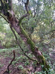 Trichocladus ellipticus