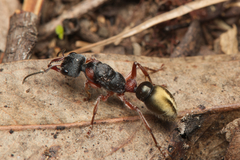 Myrmecia chrysogaster