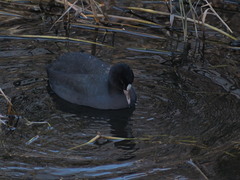 Fulica atra