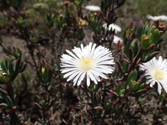 Lampranthus algoensis