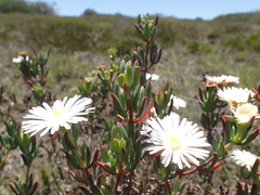 Lampranthus algoensis