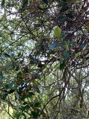 Trichocladus ellipticus