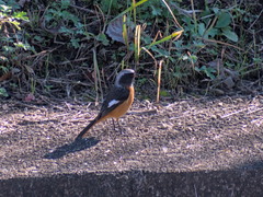 Phoenicurus auroreus