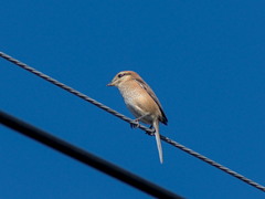 Lanius bucephalus
