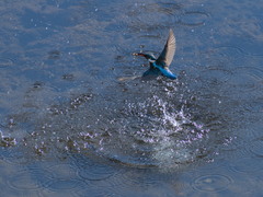 Alcedo atthis