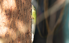 Lamprolepis smaragdina