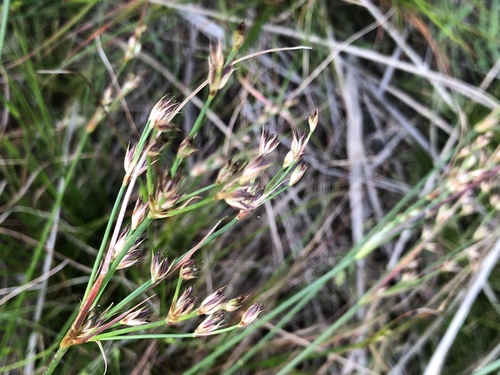 Juncus capensis (Juncus capensis)