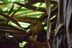Otus lempiji