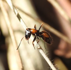 Opisthopsis pictus lepidus