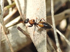 Opisthopsis pictus lepidus