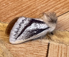 Phiala