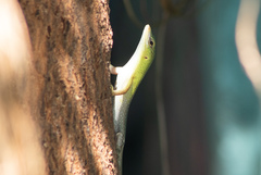 Lamprolepis smaragdina