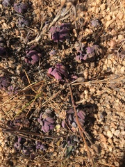 Craterostigma wilmsii