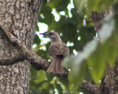 Philemon inornatus