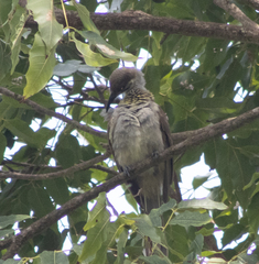 Philemon inornatus