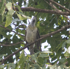 Philemon inornatus