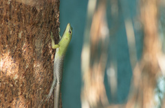 Lamprolepis smaragdina