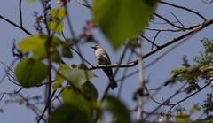 Sphecotheres viridis
