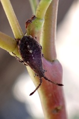 Agriopocoris