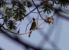 Sphecotheres viridis