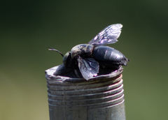 Xylocopa perforator