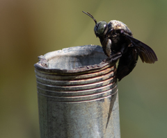 Xylocopa perforator