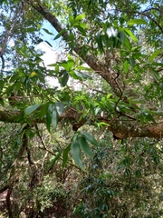 Combretum caffrum