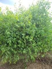 Salvadora persica persica