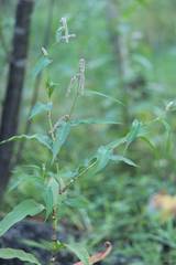 Persicaria lapathifolia lapathifolia