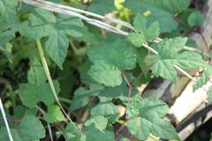 Ampelopsis glandulosa heterophylla