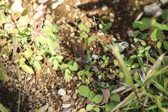 Lespedeza virgata