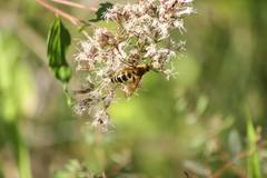 Megacampsomeris prismatica