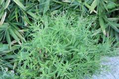 Epilobium pyrricholophum