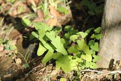 Aristolochia debilis