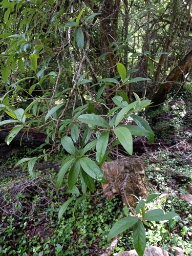 Image of Combretum afrum by (c) Christiaan Viljoen, some rights reserved (CC BY)