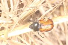 Anisoplia tempestiva