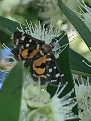 Diathrausta ochreipennis