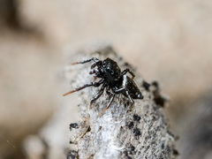 Heliophanus curvidens