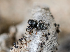 Heliophanus curvidens