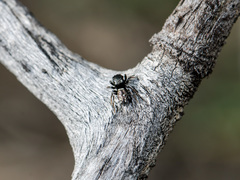 Heliophanus curvidens