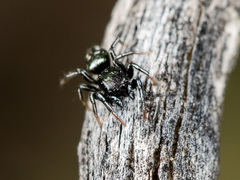 Heliophanus curvidens