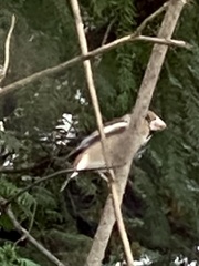 Coccothraustes coccothraustes