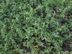 Calystegia macrostegia amplissima