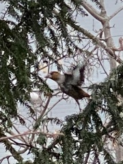 Coccothraustes coccothraustes