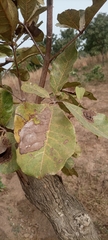 Vitex doniana