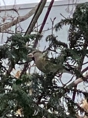 Coccothraustes coccothraustes