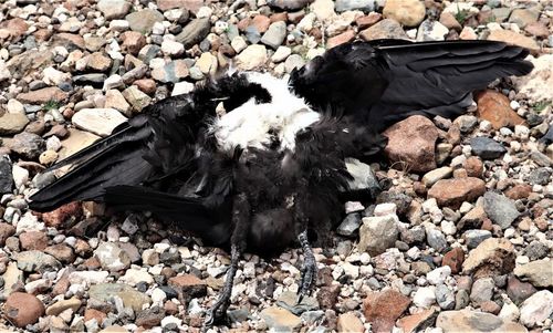 Pied Crow (Corvus albus), photo 9