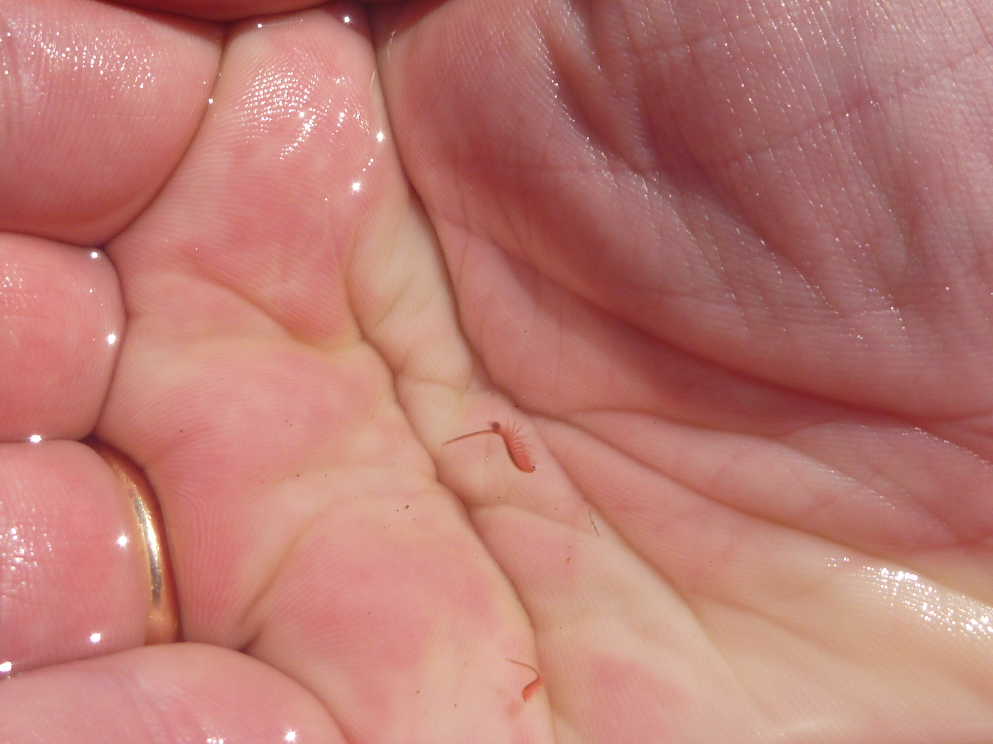 Artemia salina (Linnaeus, 1758)