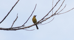 Lichmera flavicans